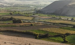 Arica y Parinacota el choclo