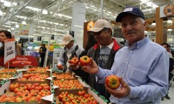 TOMATE LIMACHINO ANTIGUO