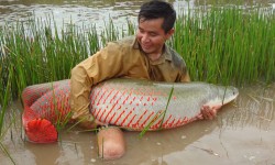 Paiche: Pescado Amazonico