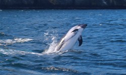 Avistamiento de ballenas