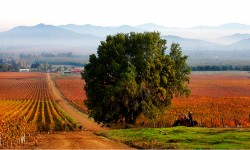 Día del Vino Viña Koyle