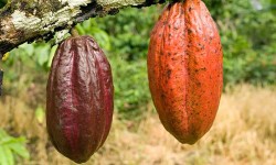 Barry Callebaut crea fundación Cocoa Horizons