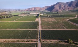 Viña Tarapacá se consolida como líder en sustentabilidad y biodiversidad en la industria vitivinícola 