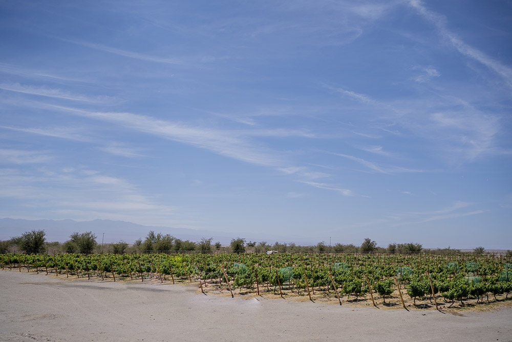 La ruta del vino Pampa del Tamarugal