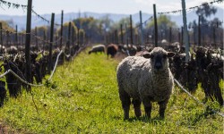 Miguel Torres Chile apuesta por la Agricultura Regenerativa