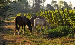 Nueva agrupación chilena de productores de vino orgánico (COW) 