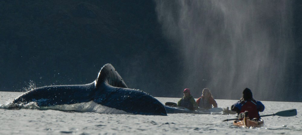 Avistamiento de ballenas