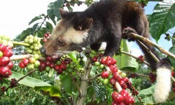 KOPI LUWAK