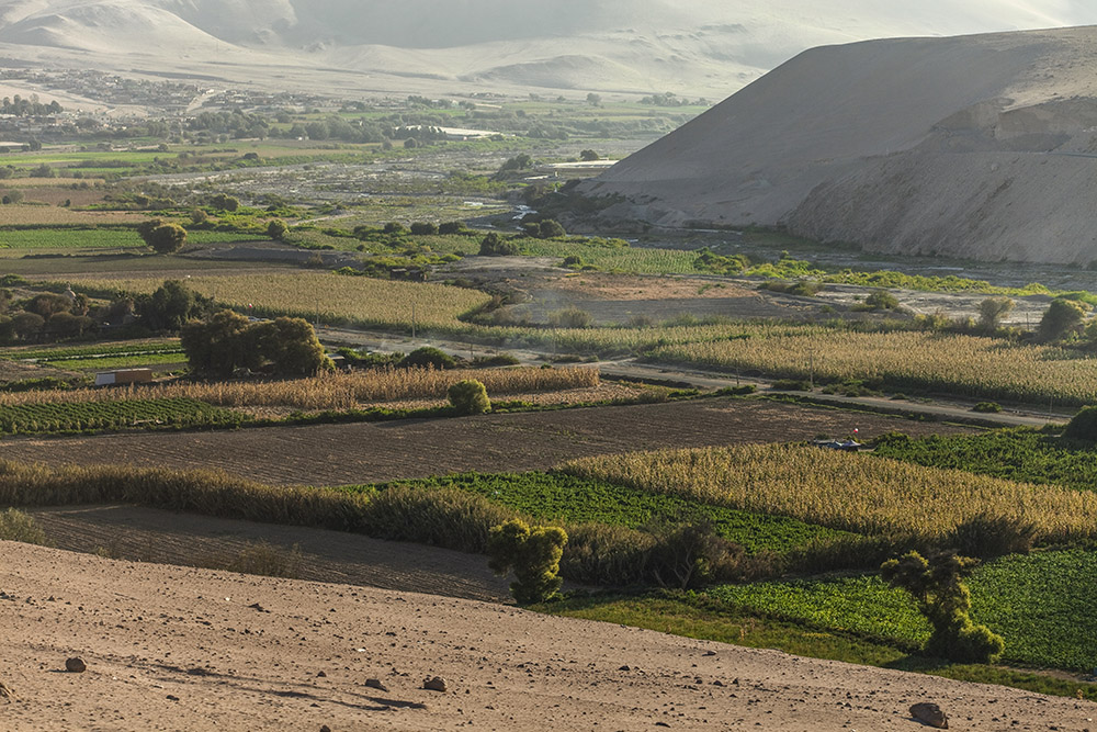 Arica y Parinacota el choclo