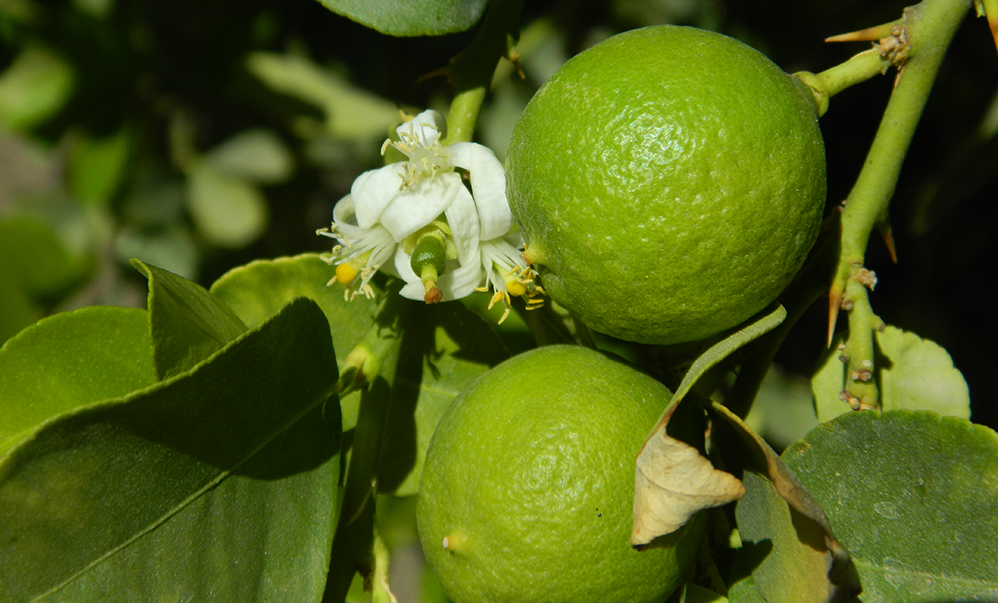 LIMÓN DE PICA 