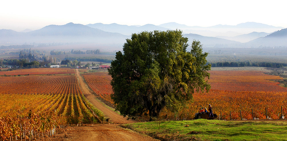 Día del Vino Viña Koyle