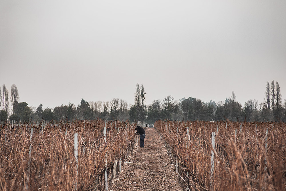 Guía práctica para tomar vino en invierno 