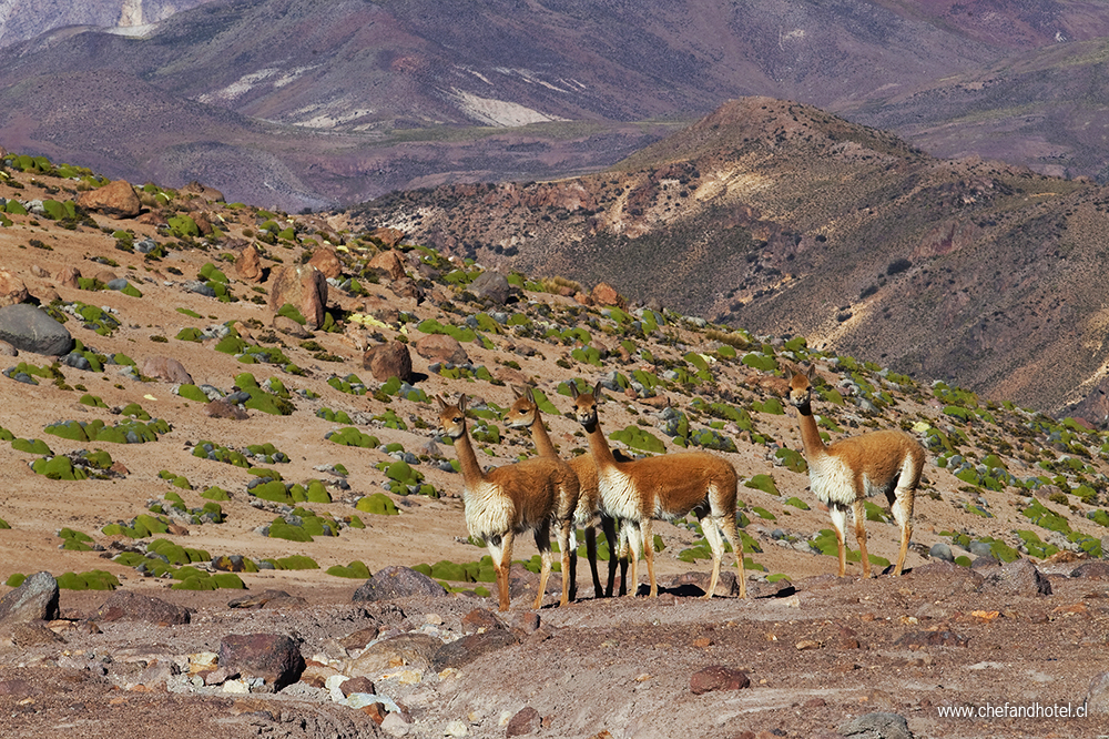 RUTA ARICA-PARINACOTA