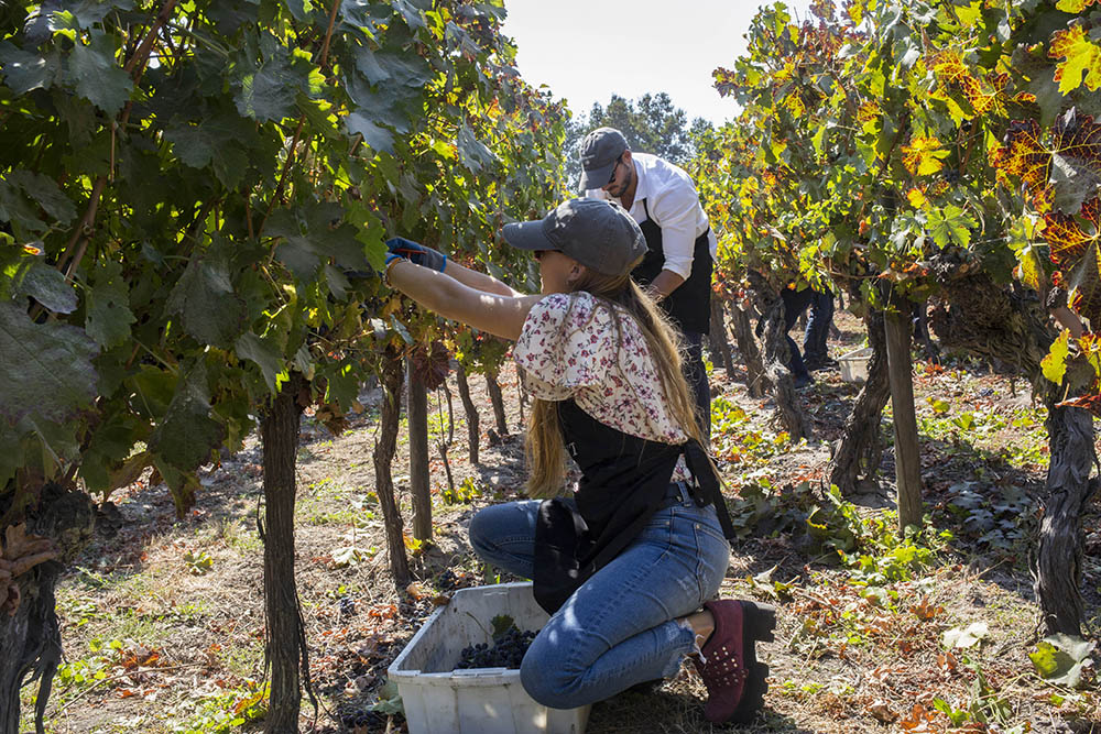 Viu Manent celebra la Vendimia 2023 con su emblemático programa en Colchagua