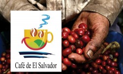 CAFÉ DE EL SALVADOR